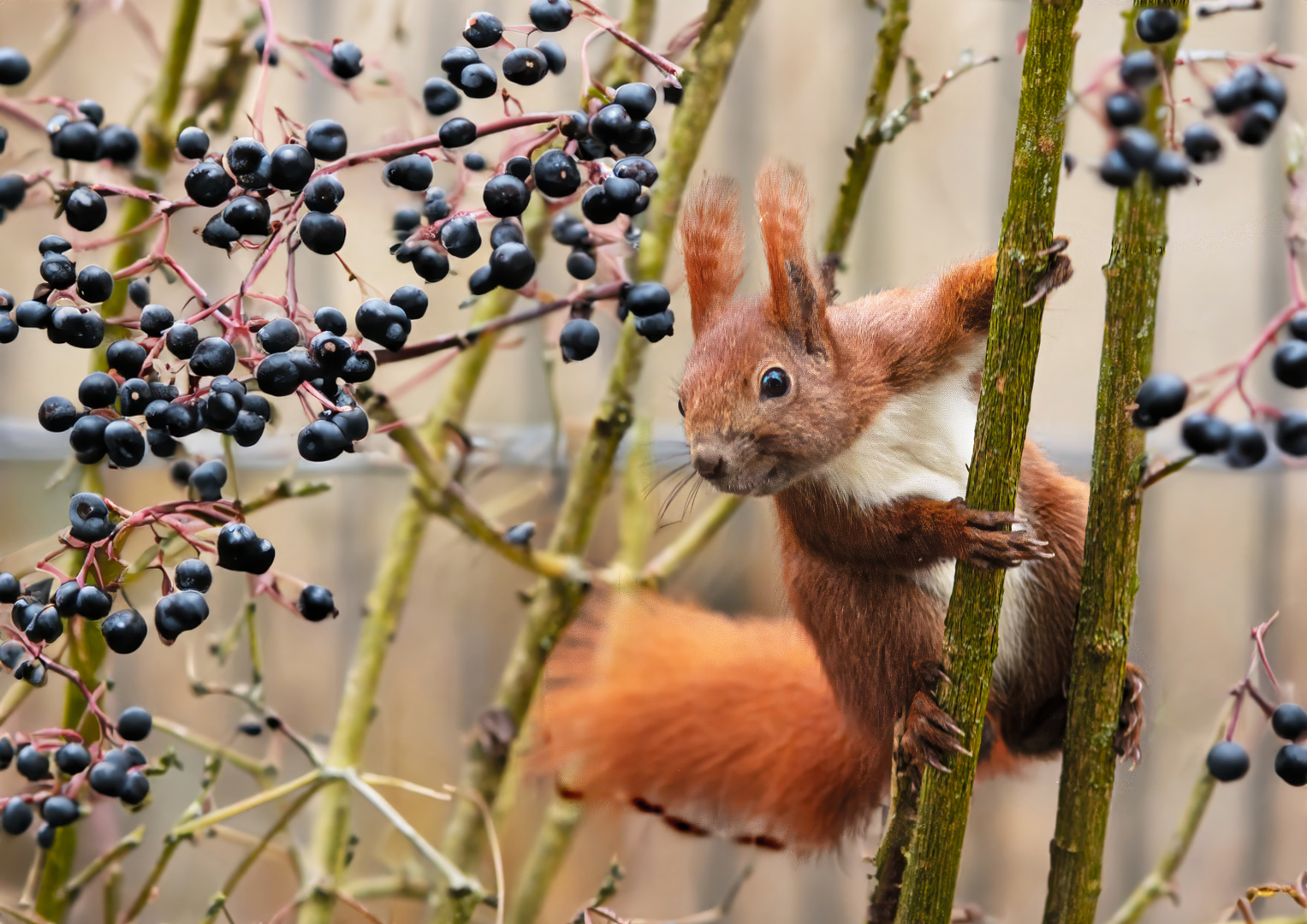   Eichhörnchen   