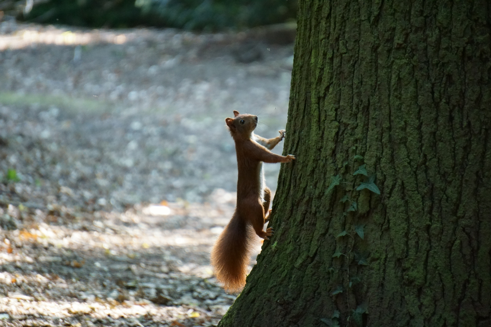 Eichhörnchen