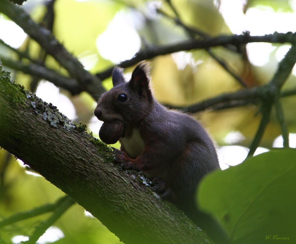 Eichhörnchen