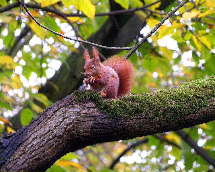 Eichhörnchen