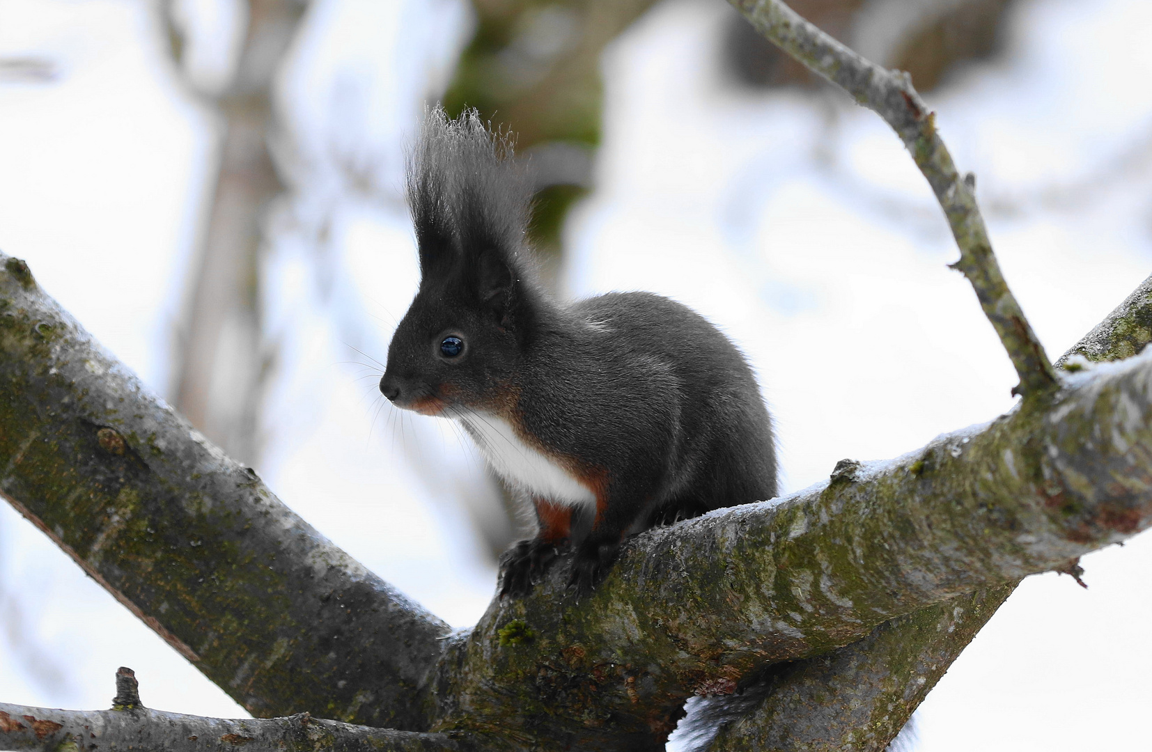 Eichhörnchen