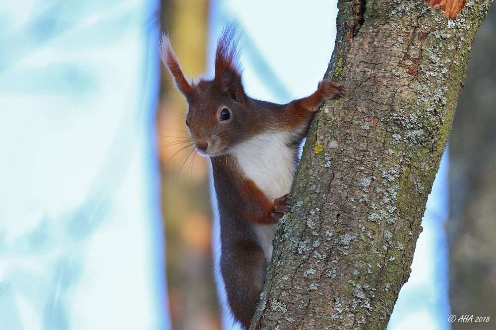 Eichhörnchen