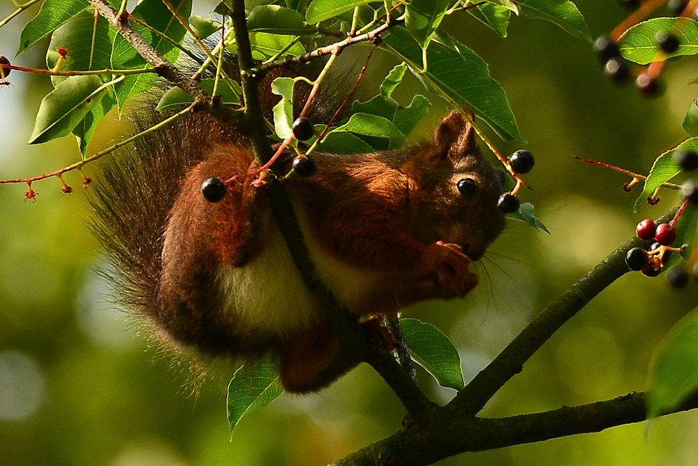Eichhörnchen Foto & Bild | tiere, natur Bilder auf fotocommunity