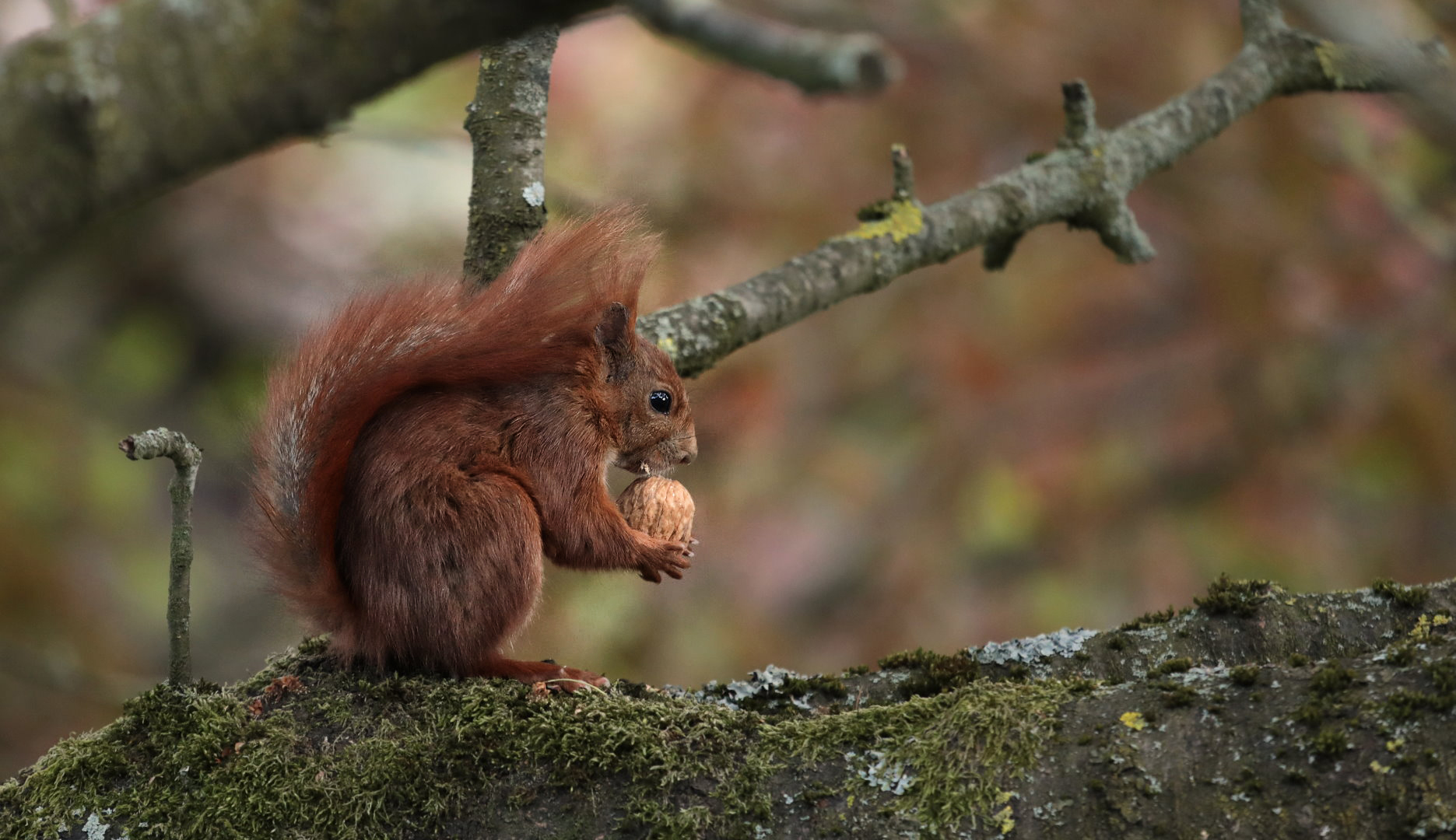 Eichhörnchen