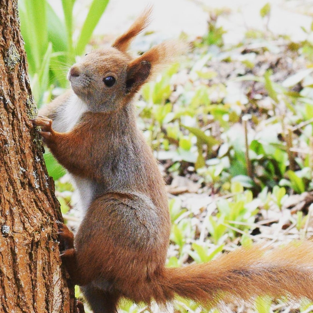 Eichhörnchen 