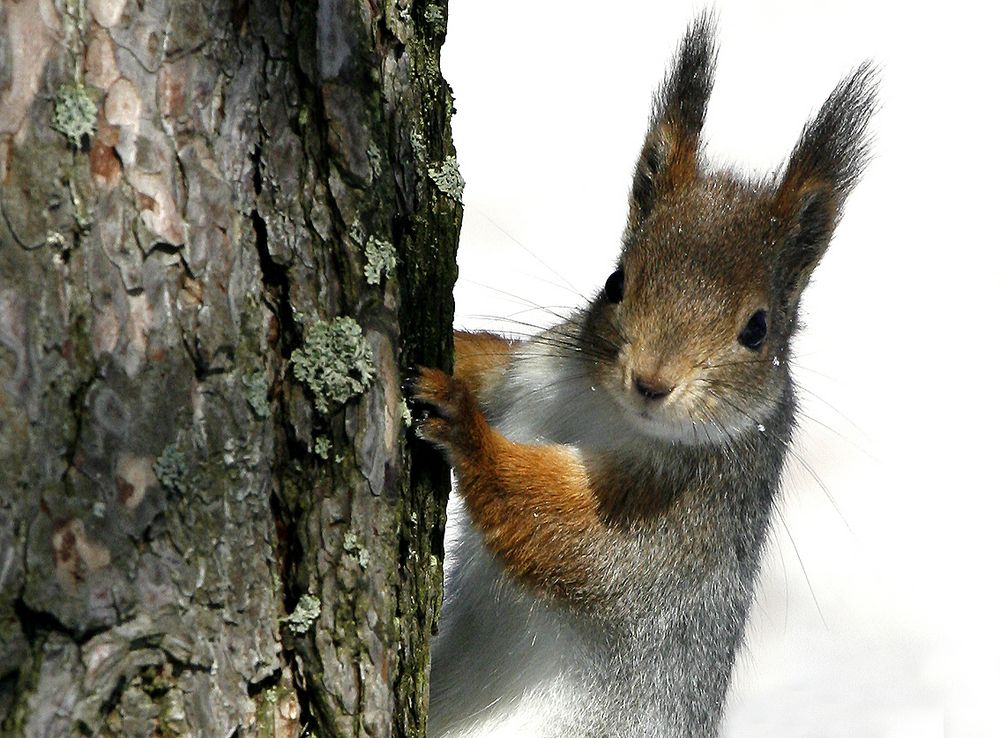 Eichhörnchen