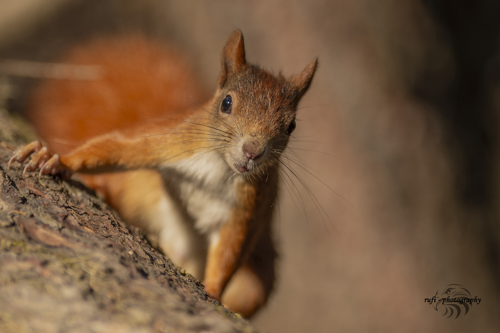 Eichhörnchen