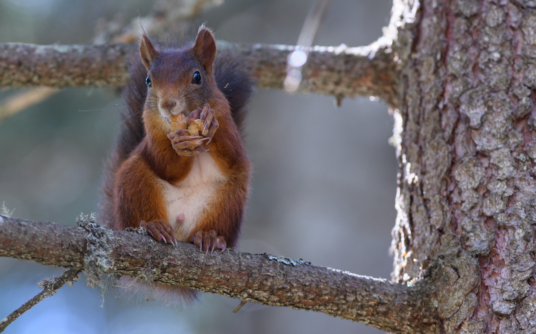 Eichhörnchen