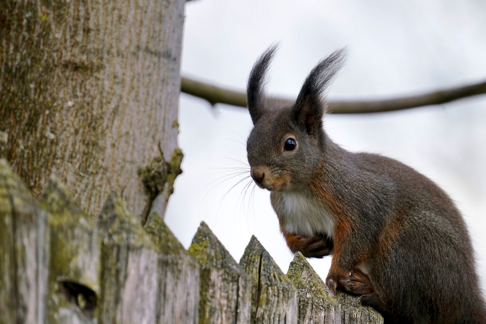 Eichhörnchen