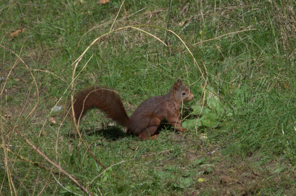 Eichhörnchen