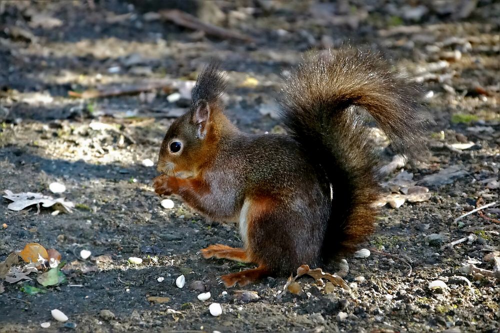 ~ Eichhörnchen ~