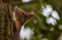 Eichhörnchen 