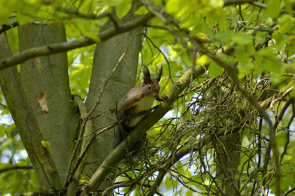 Eichhörnchen