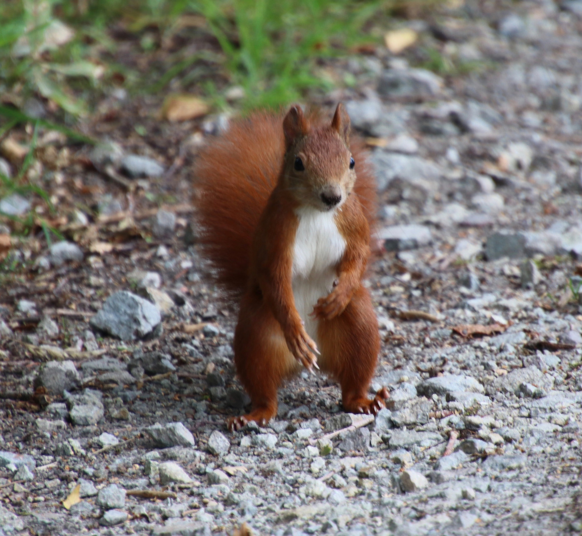 Eichhörnchen