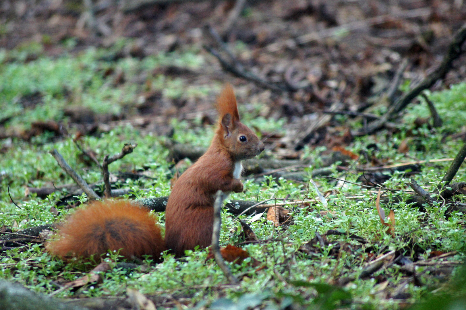 Eichhörnchen