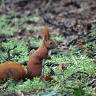 Eichhörnchen