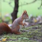 Eichhörnchen 3.Advent