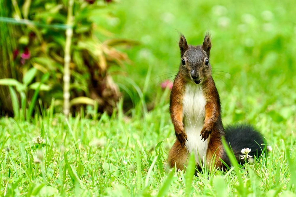 Eichhörnchen