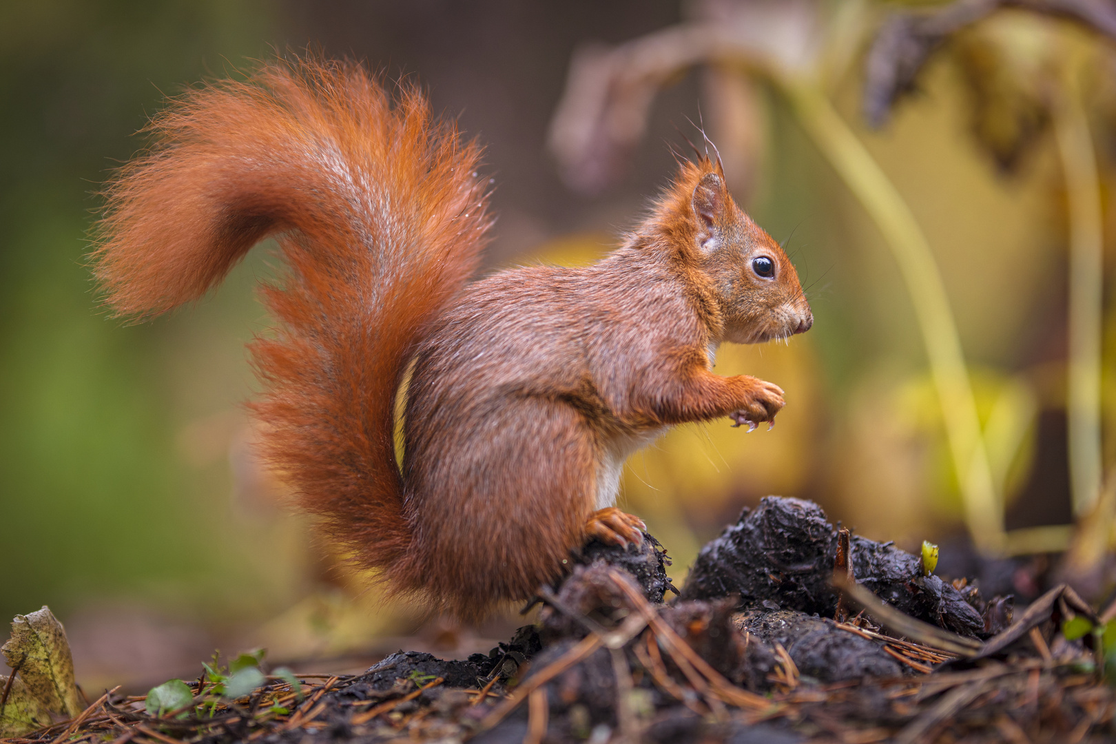 Eichhörnchen Foto & Bild | tiere, wildlife, säugetiere Bilder auf