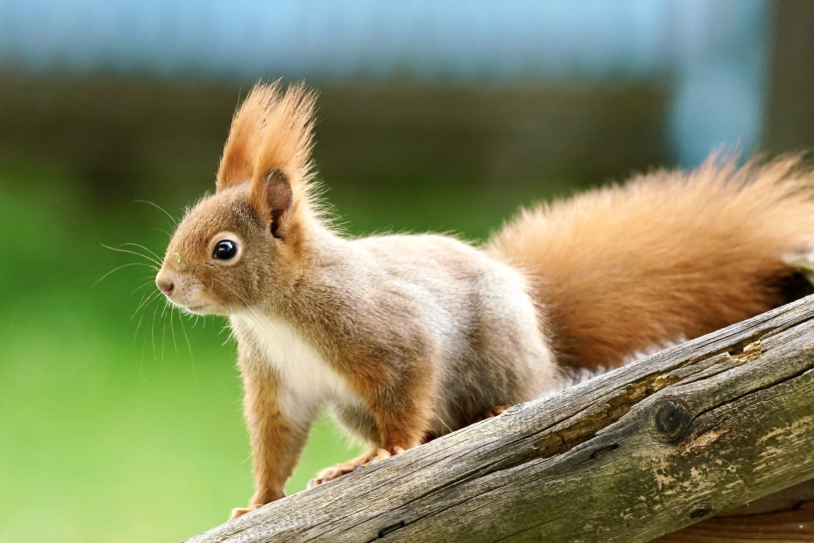 Eichhörnchen