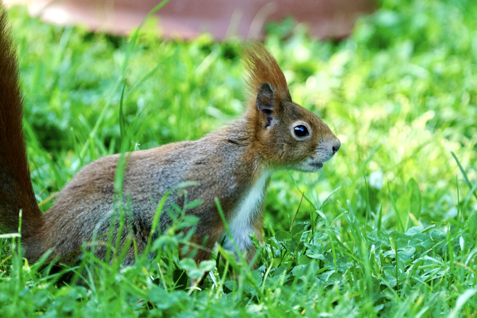 Eichhörnchen