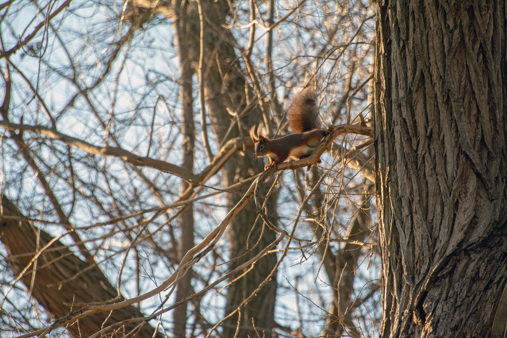 Eichhörnchen