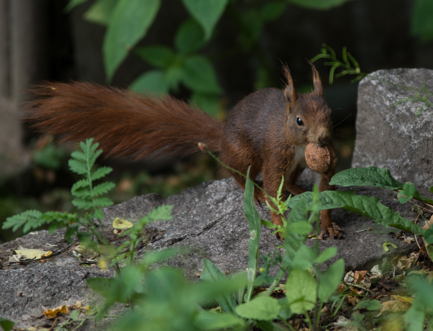 Eichhörnchen