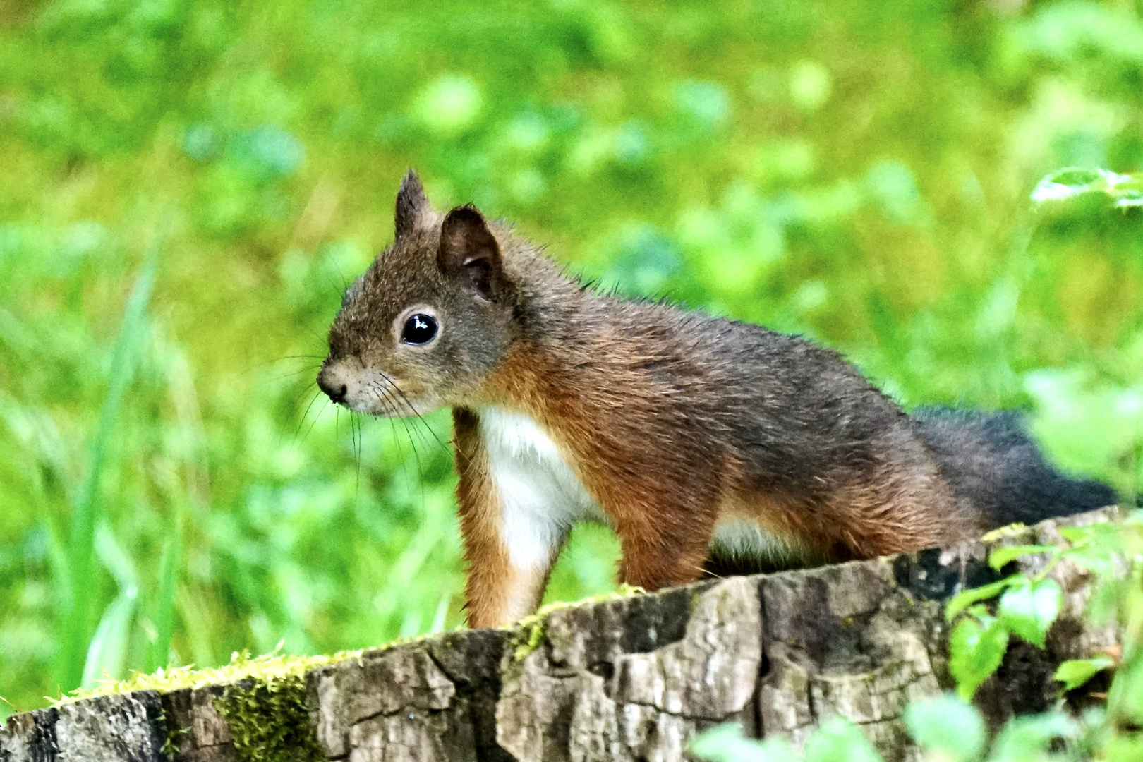 Eichhörnchen