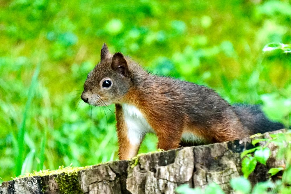 Eichhörnchen