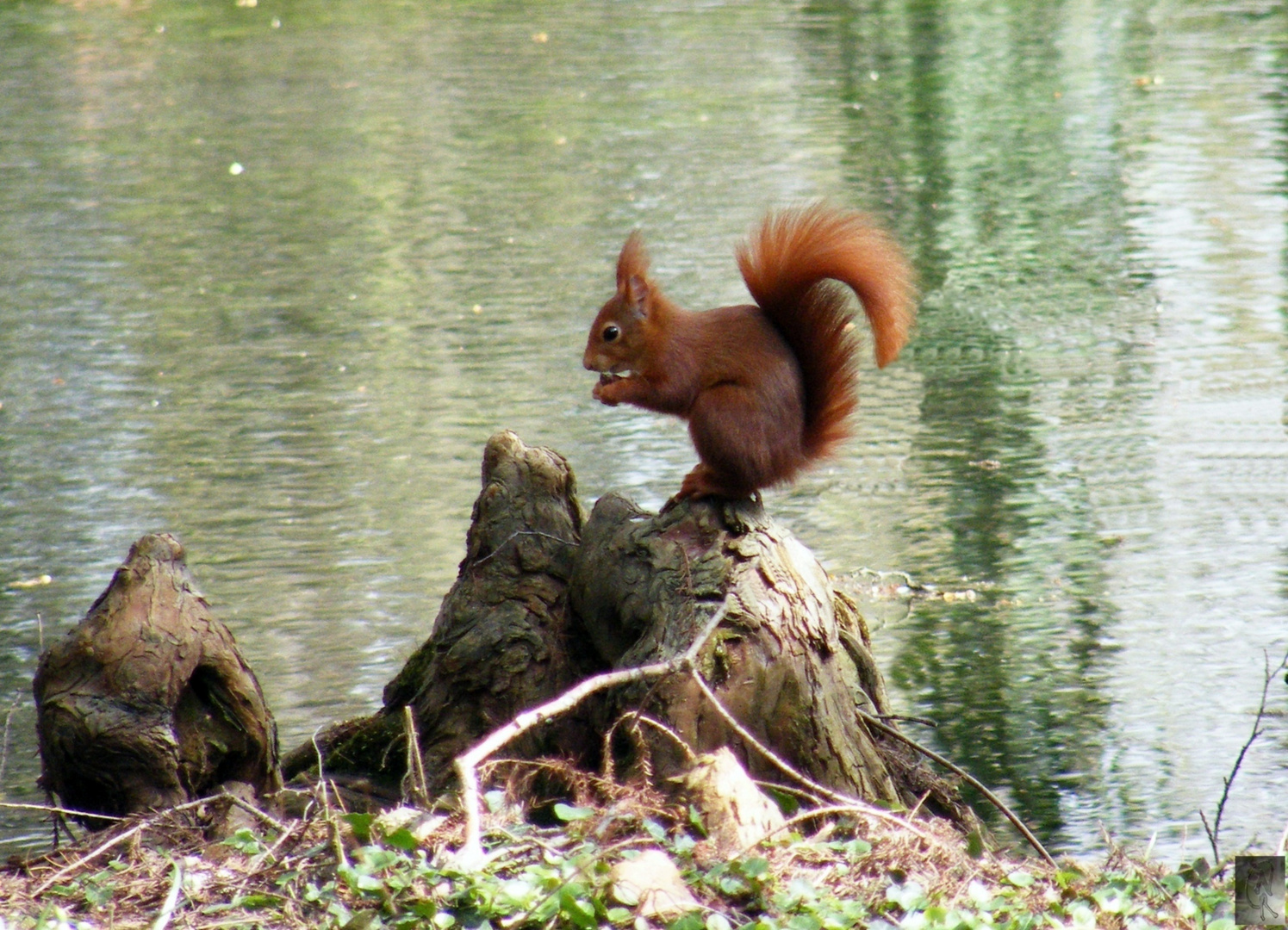 Eichhörnchen