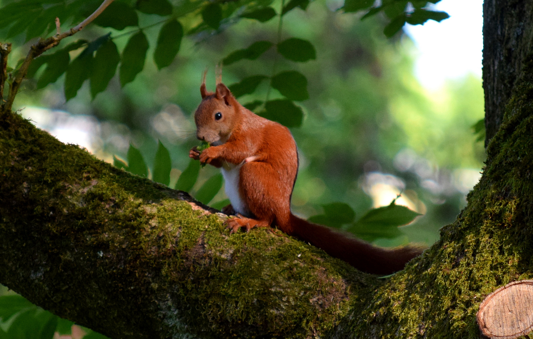 Eichhörnchen