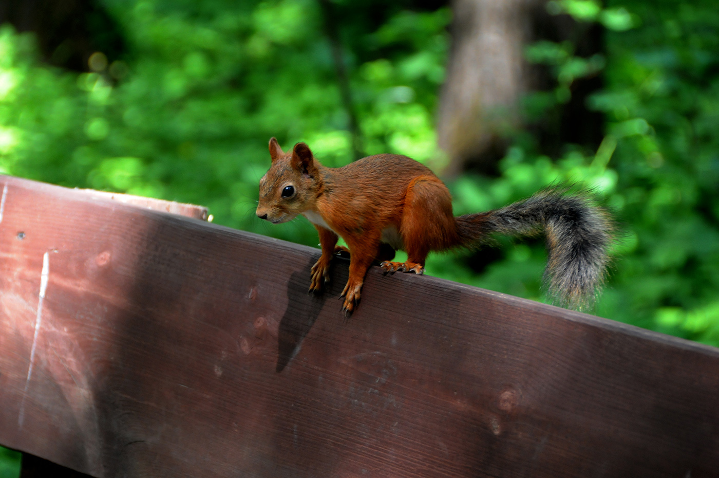 Eichhörnchen