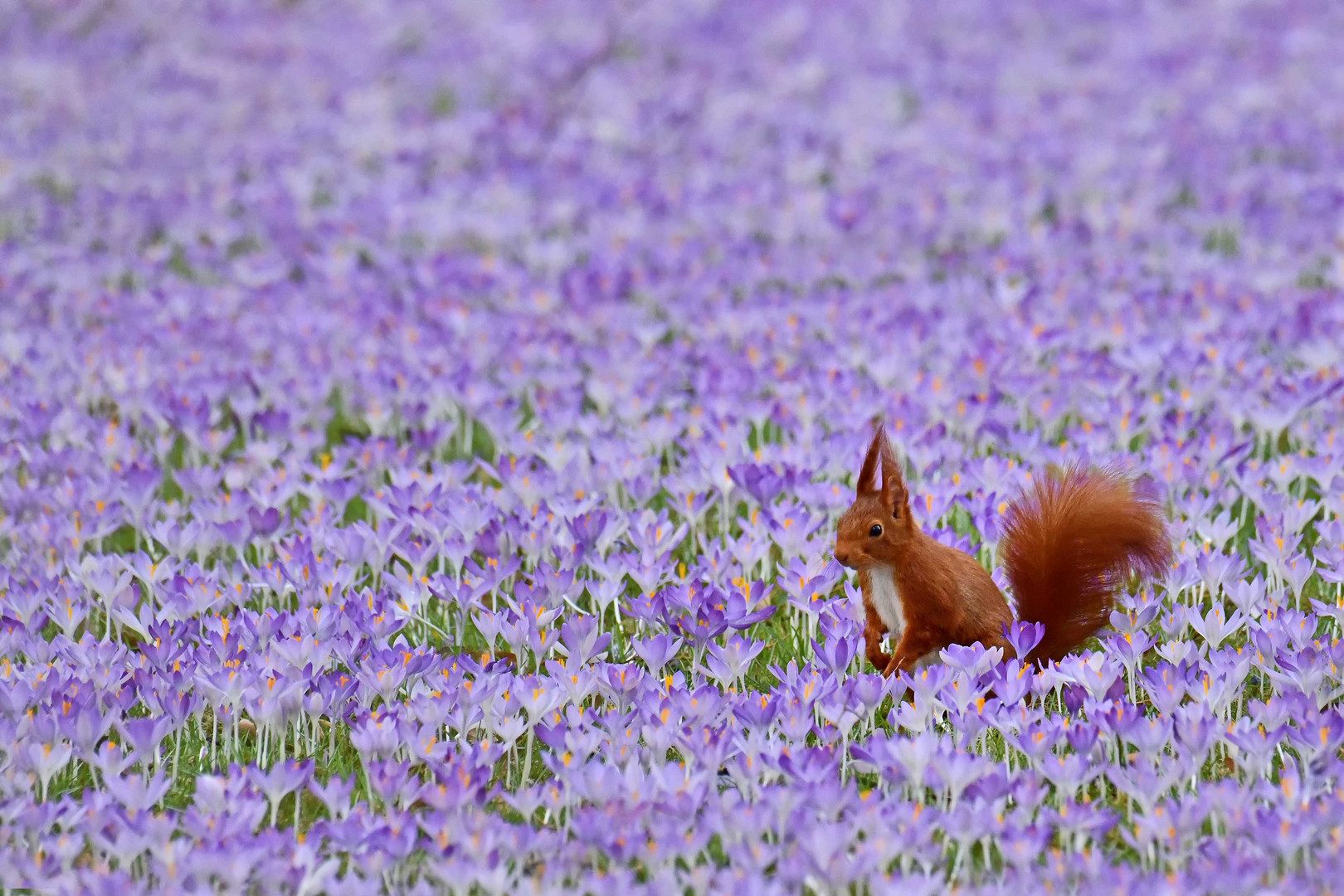 Eichhörnchen