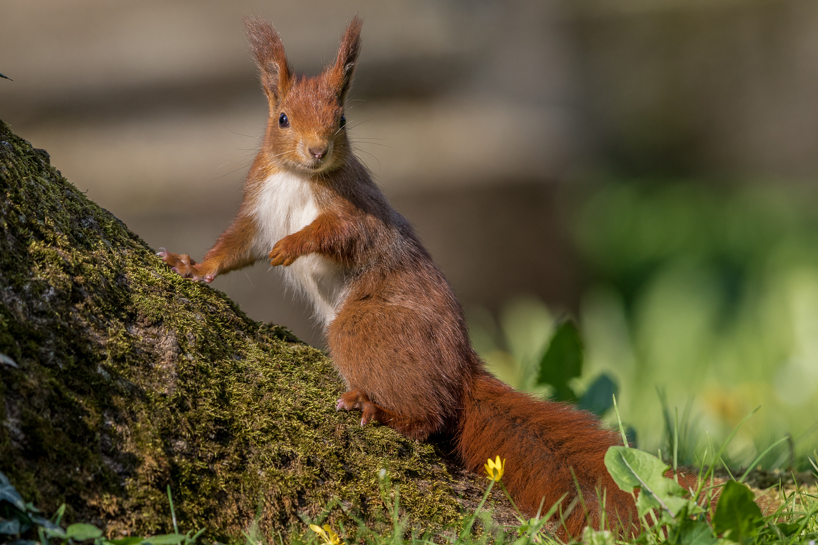 Eichhörnchen