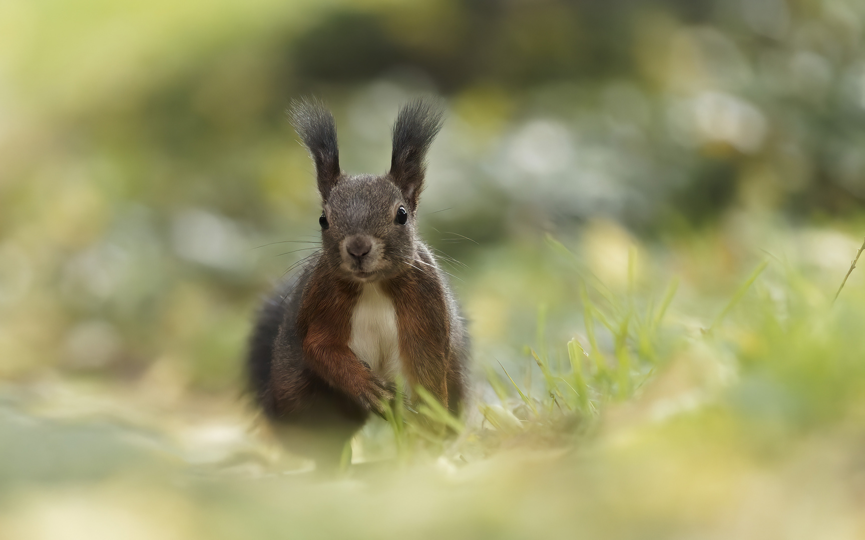 Eichhörnchen