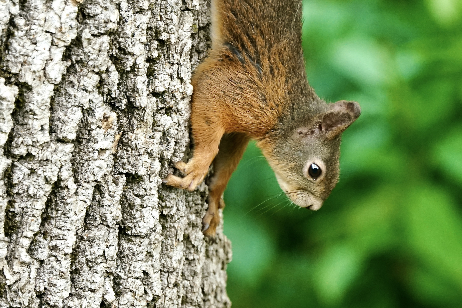 Eichhörnchen