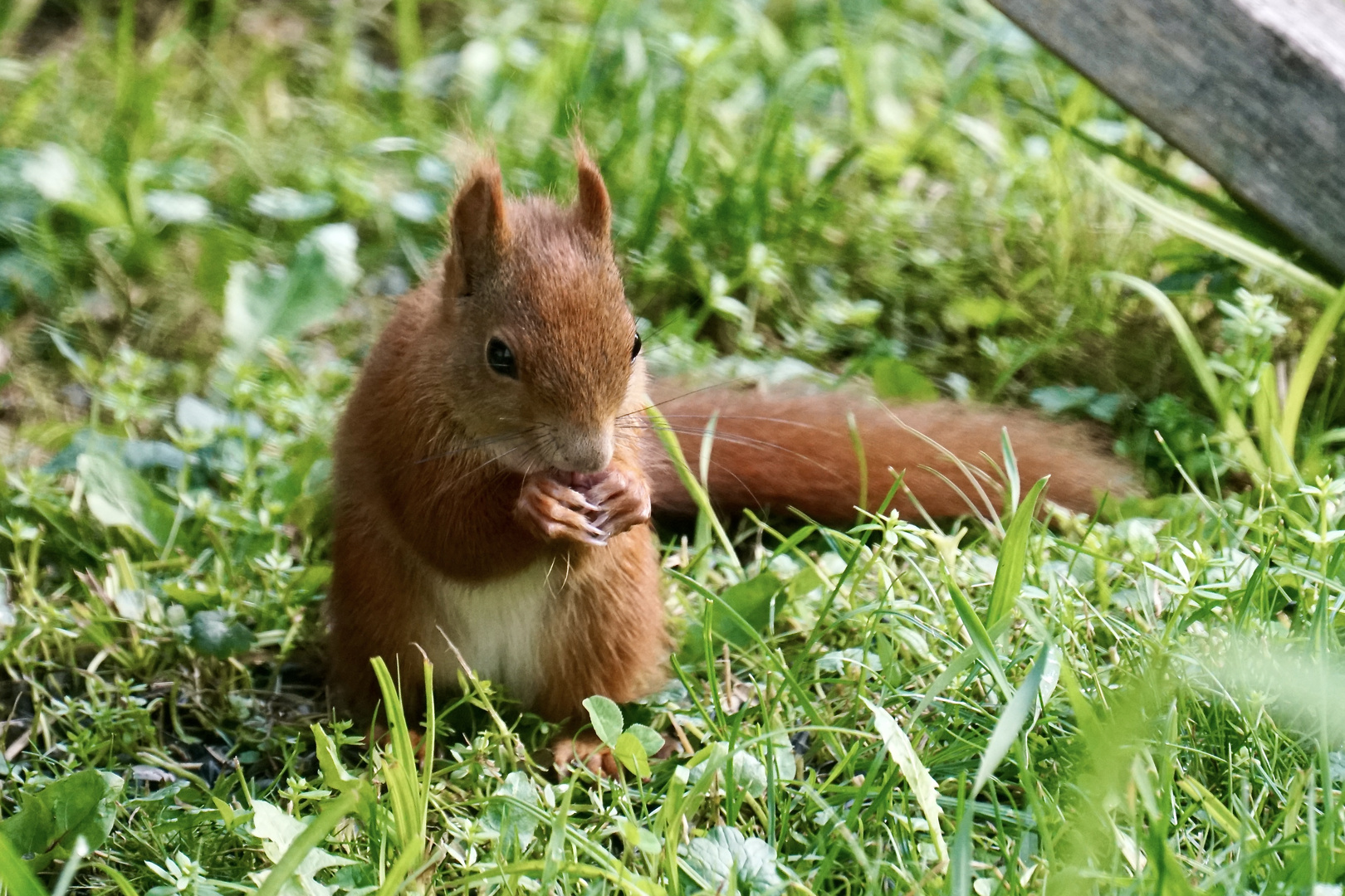 Eichhörnchen 