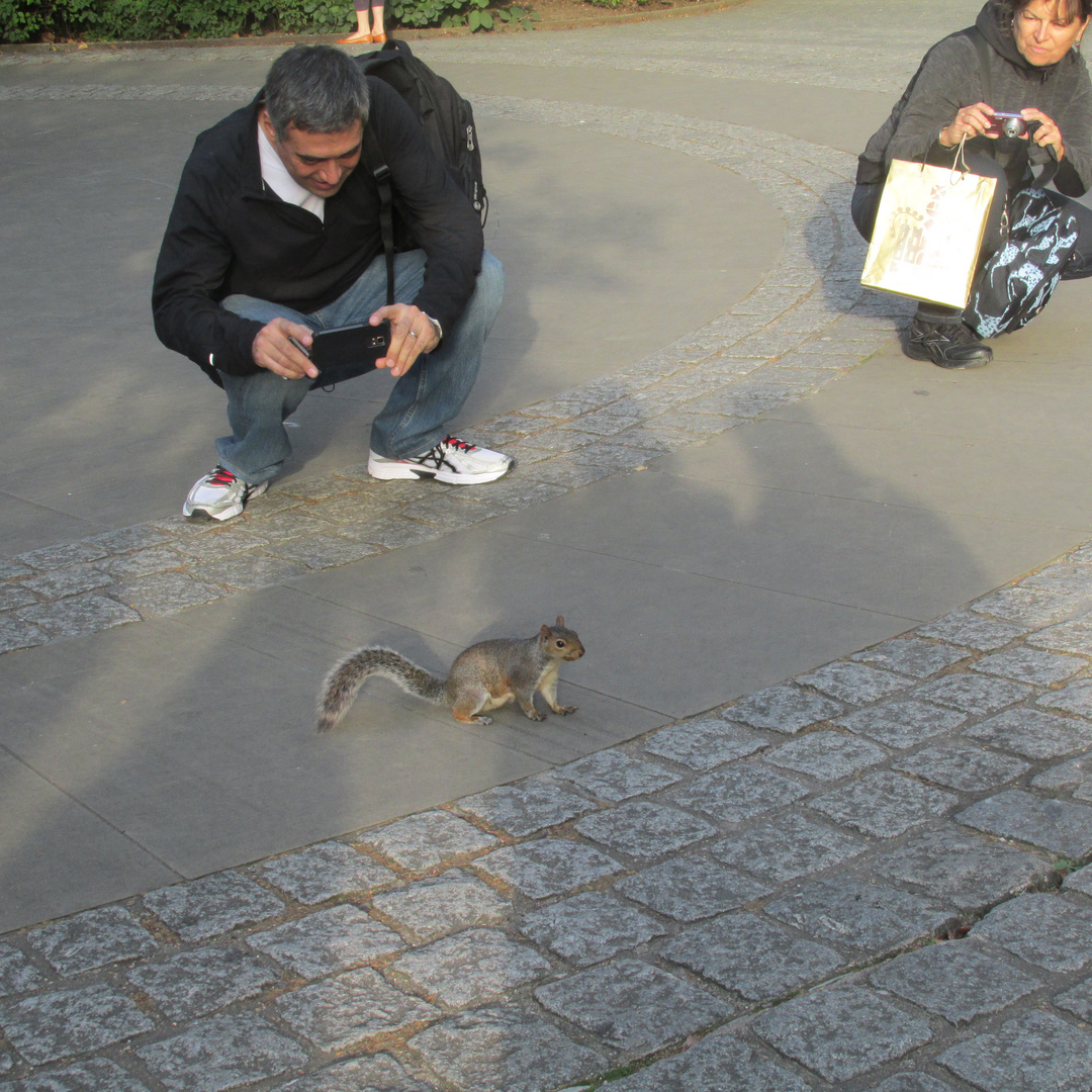 Eichhörnchen