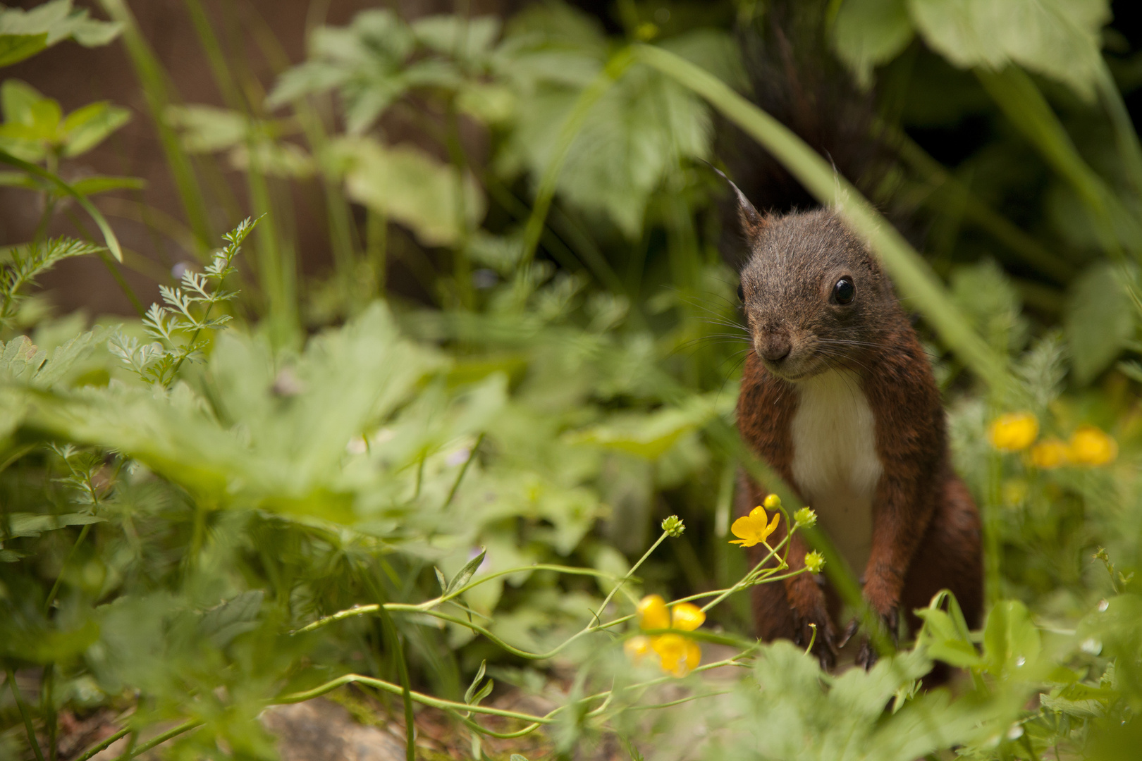 Eichhörnchen