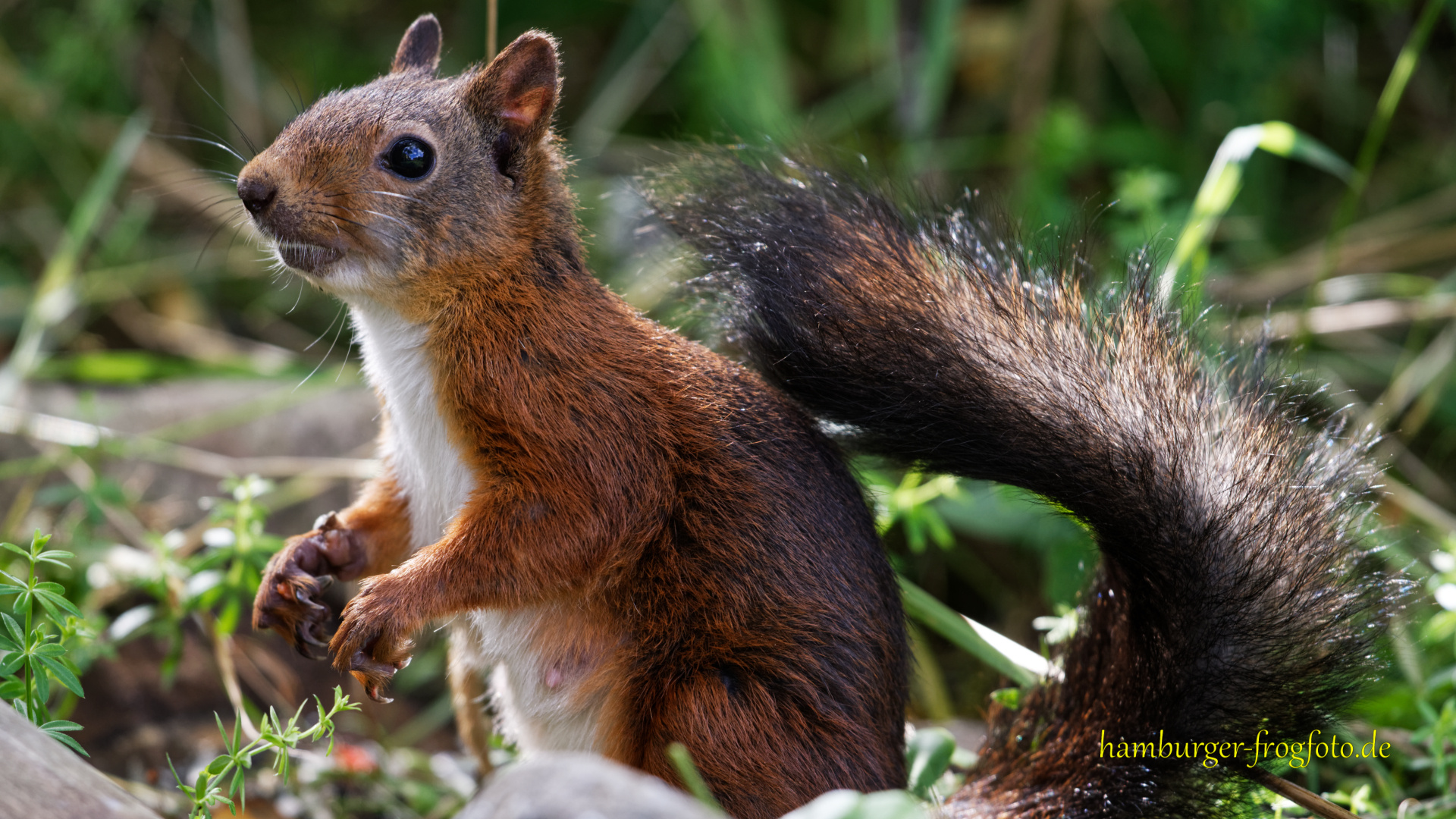 Eichhörnchen_