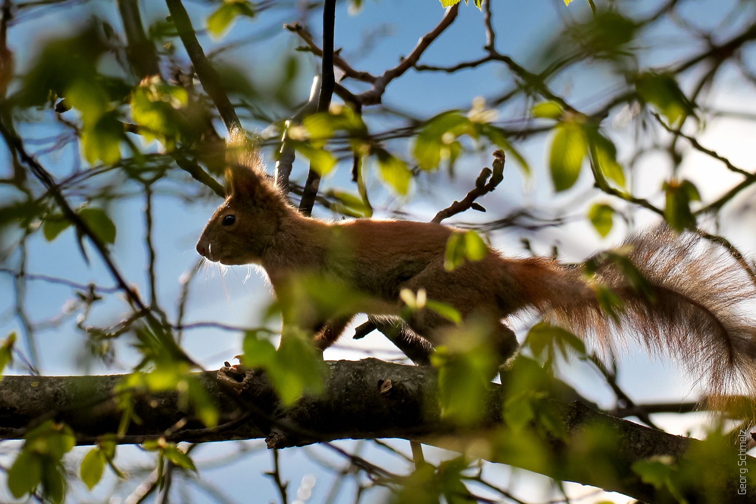 Eichhörnchen