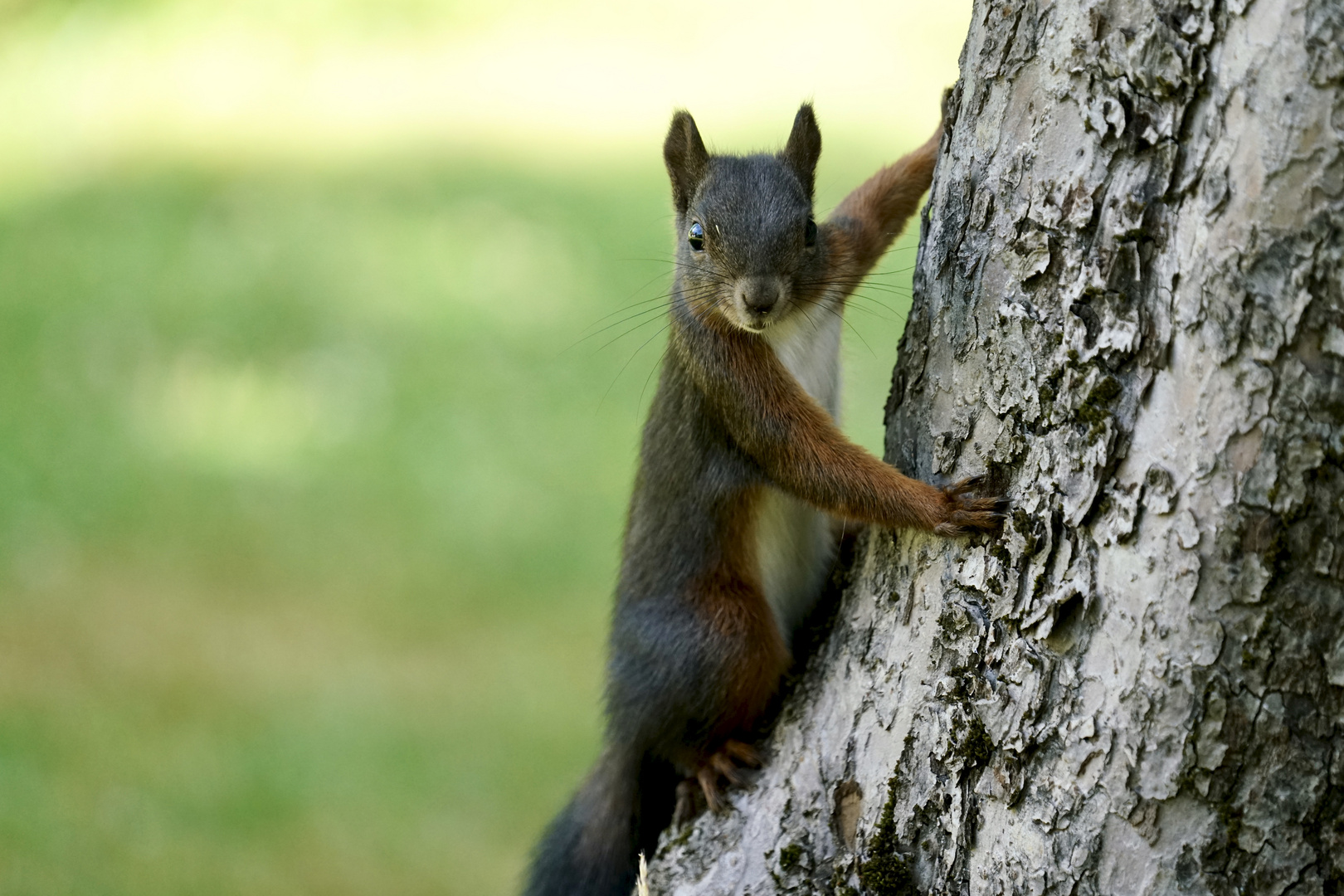 Eichhörnchen