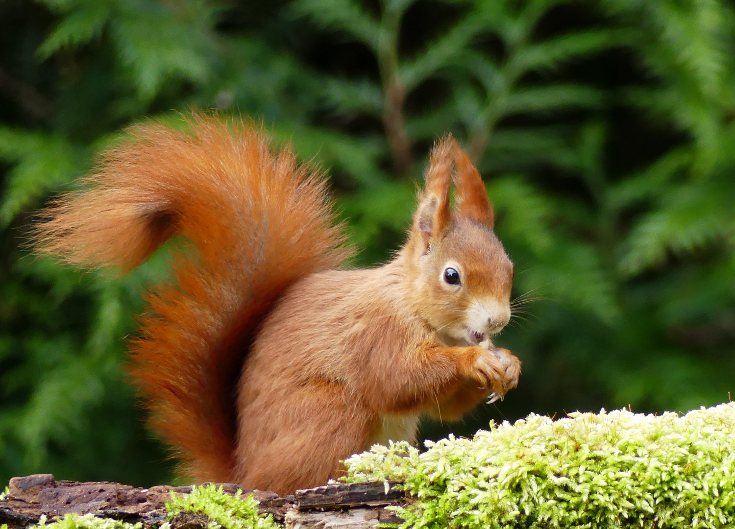 Eichhörnchen Foto & Bild eichhörnchen, frühling, natur Bilder auf