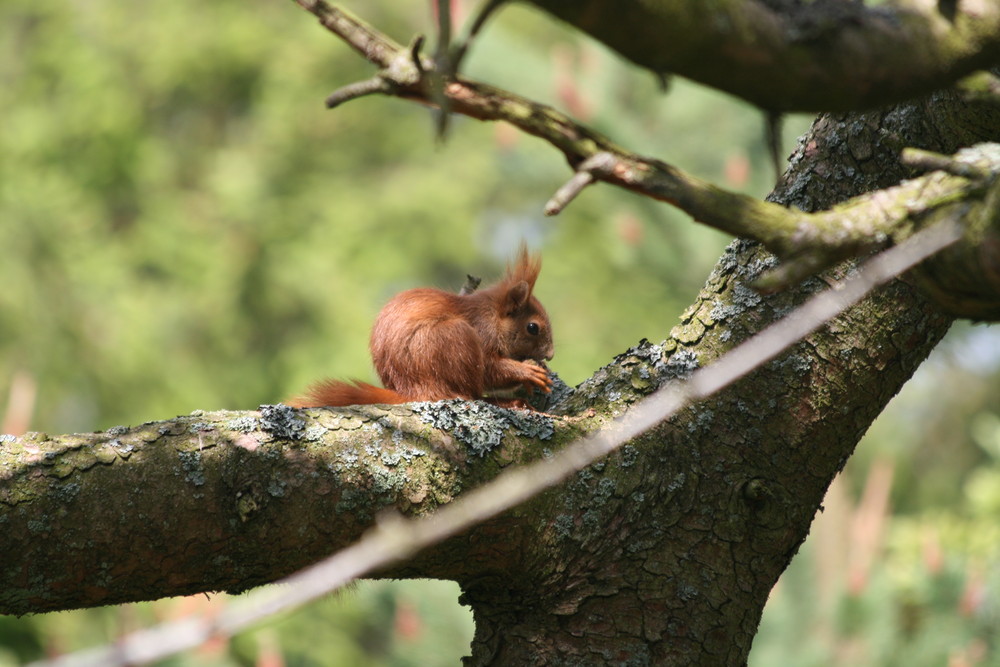 Eichhörnchen