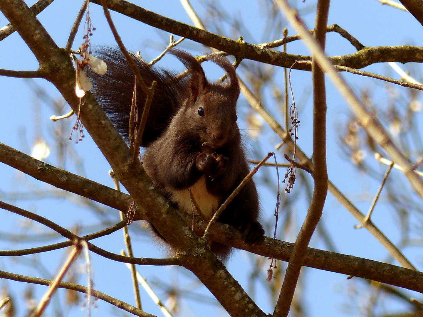 Eichhörnchen