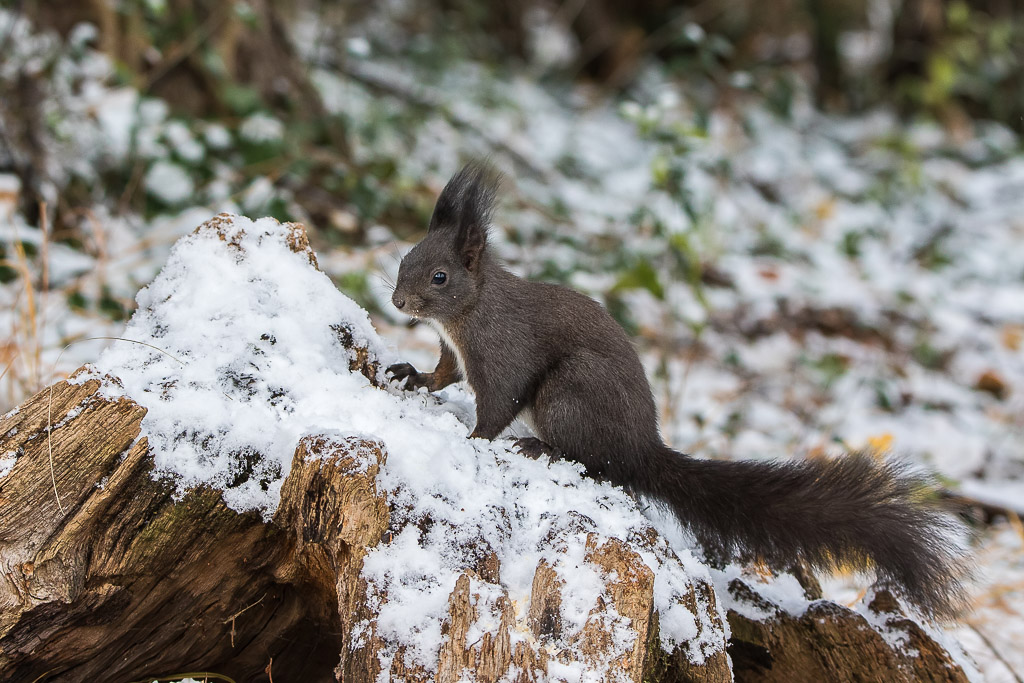 Eichhörnchen