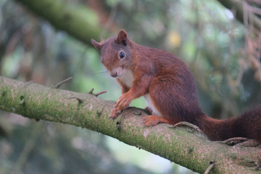 Eichhörnchen