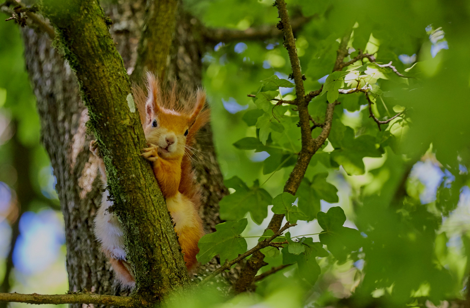 Eichhörnchen 