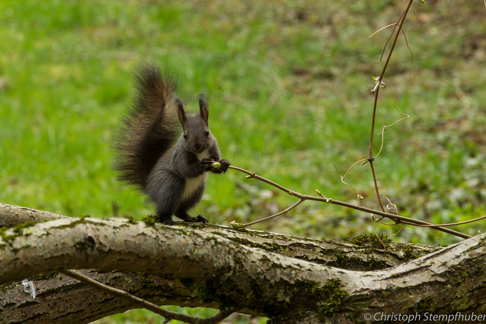 Eichhörnchen 4