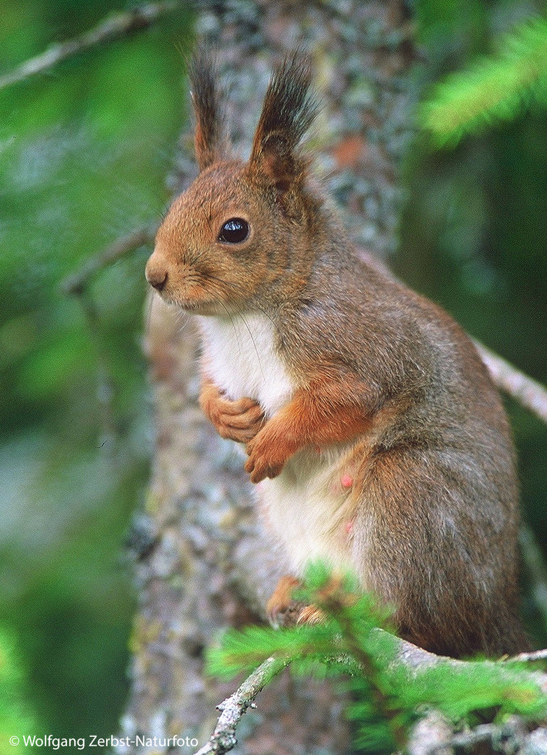 --- Eichhörnchen 4 ----    ( Sciurus vulgaris )